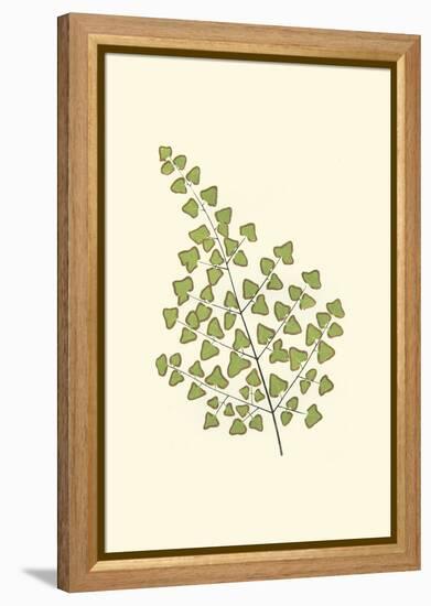 Woodland Ferns II-Edward Lowe-Framed Stretched Canvas