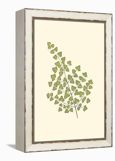 Woodland Ferns II-Edward Lowe-Framed Stretched Canvas