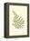 Woodland Ferns II-Edward Lowe-Framed Stretched Canvas