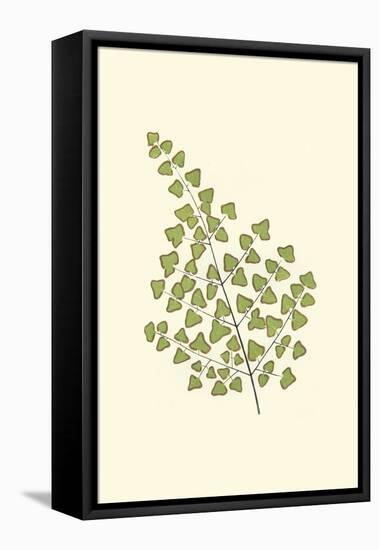 Woodland Ferns II-Edward Lowe-Framed Stretched Canvas