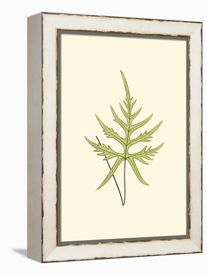 Woodland Ferns IV-Edward Lowe-Framed Stretched Canvas