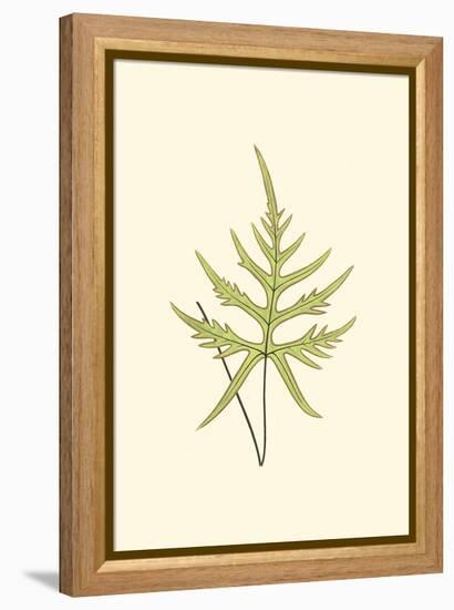 Woodland Ferns IV-Edward Lowe-Framed Stretched Canvas