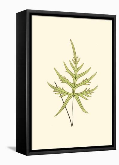 Woodland Ferns IV-Edward Lowe-Framed Stretched Canvas