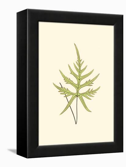 Woodland Ferns IV-Edward Lowe-Framed Stretched Canvas