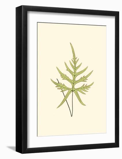 Woodland Ferns IV-Edward Lowe-Framed Art Print