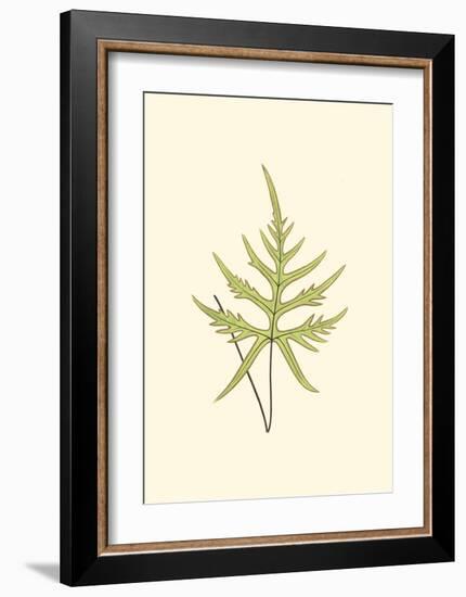 Woodland Ferns IV-Edward Lowe-Framed Art Print