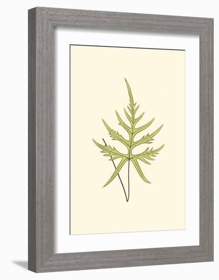 Woodland Ferns IV-Edward Lowe-Framed Art Print