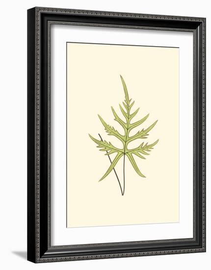 Woodland Ferns IV-Edward Lowe-Framed Art Print