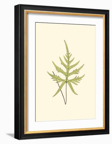 Woodland Ferns IV-Edward Lowe-Framed Art Print