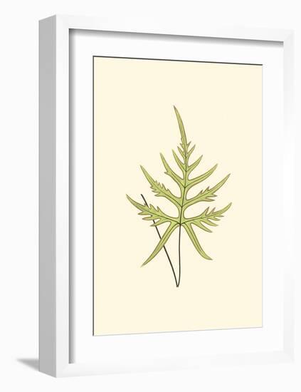 Woodland Ferns IV-Edward Lowe-Framed Art Print