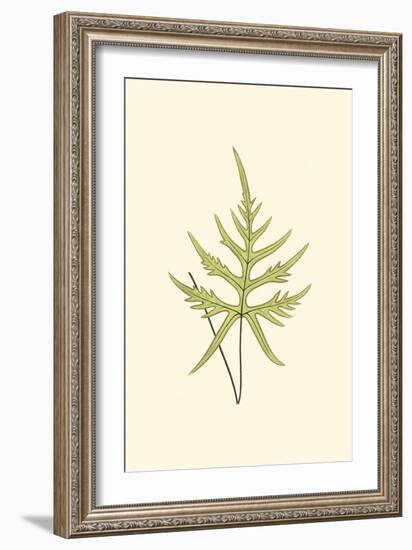 Woodland Ferns IV-Edward Lowe-Framed Art Print