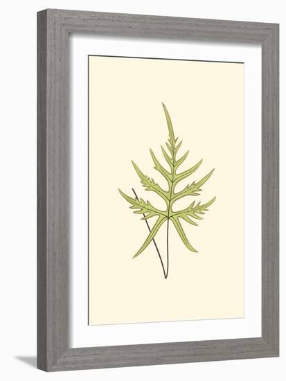 Woodland Ferns IV-Edward Lowe-Framed Art Print