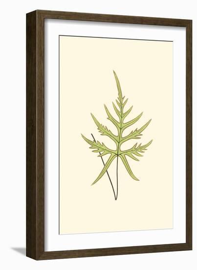 Woodland Ferns IV-Edward Lowe-Framed Art Print