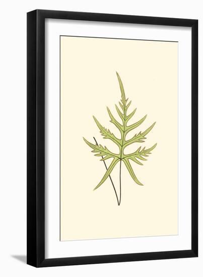 Woodland Ferns IV-Edward Lowe-Framed Art Print