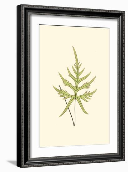 Woodland Ferns IV-Edward Lowe-Framed Art Print