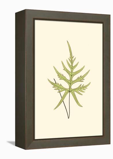 Woodland Ferns IV-Edward Lowe-Framed Stretched Canvas