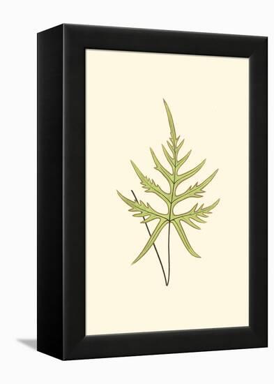 Woodland Ferns IV-Edward Lowe-Framed Stretched Canvas