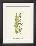 Woodland Ferns V-Edward Lowe-Framed Art Print