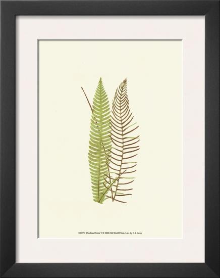 Woodland Ferns V-Edward Lowe-Framed Art Print