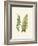 Woodland Ferns VI-Edward Lowe-Framed Art Print