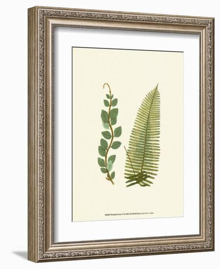 Woodland Ferns VI-Edward Lowe-Framed Art Print