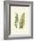 Woodland Ferns VI-Edward Lowe-Framed Art Print