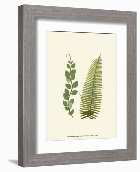 Woodland Ferns VI-Edward Lowe-Framed Art Print