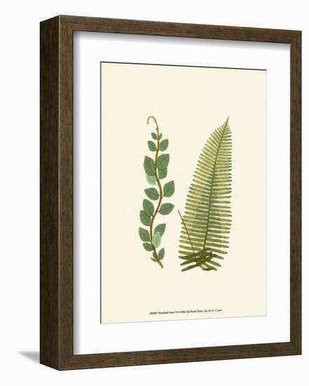 Woodland Ferns VI-Edward Lowe-Framed Art Print