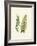 Woodland Ferns VI-Edward Lowe-Framed Art Print