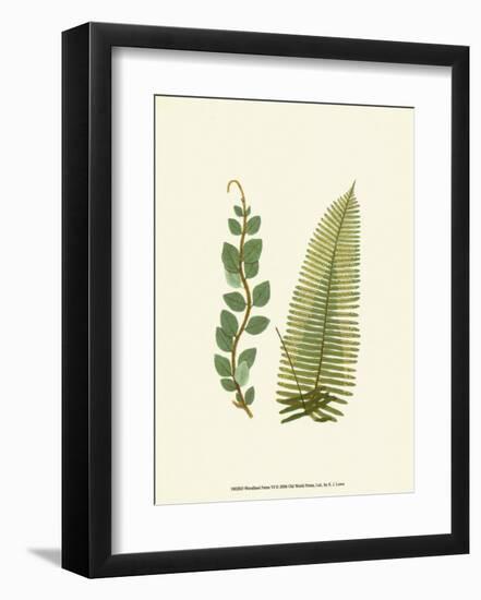 Woodland Ferns VI-Edward Lowe-Framed Art Print