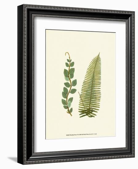 Woodland Ferns VI-Edward Lowe-Framed Art Print