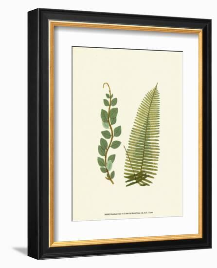Woodland Ferns VI-Edward Lowe-Framed Art Print
