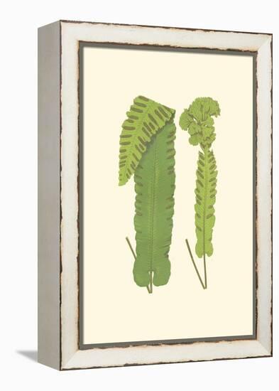 Woodland Ferns VIII-Edward Lowe-Framed Stretched Canvas