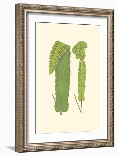 Woodland Ferns VIII-Edward Lowe-Framed Art Print