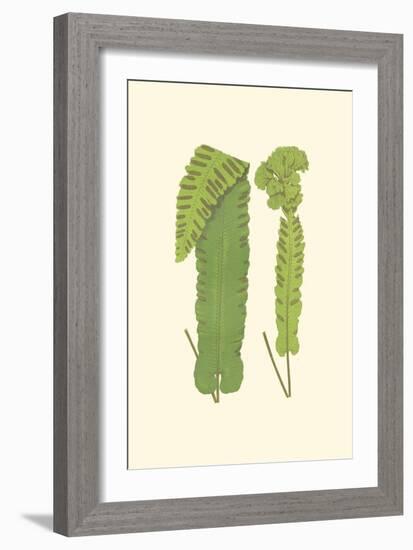Woodland Ferns VIII-Edward Lowe-Framed Art Print