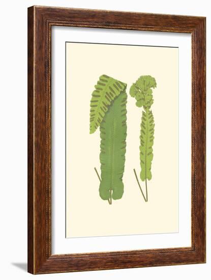 Woodland Ferns VIII-Edward Lowe-Framed Art Print