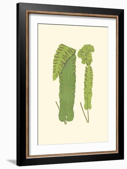 Woodland Ferns VIII-Edward Lowe-Framed Art Print