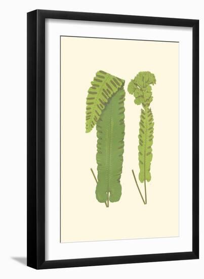 Woodland Ferns VIII-Edward Lowe-Framed Art Print