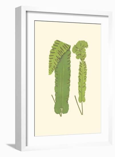 Woodland Ferns VIII-Edward Lowe-Framed Art Print