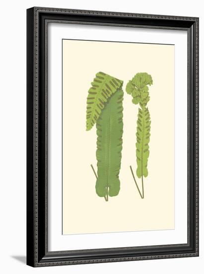 Woodland Ferns VIII-Edward Lowe-Framed Art Print