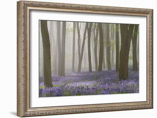 Woodland Filled with Bluebells on a Misty Spring Morning Near Micheldever in Hampshire-Rtimages-Framed Photographic Print