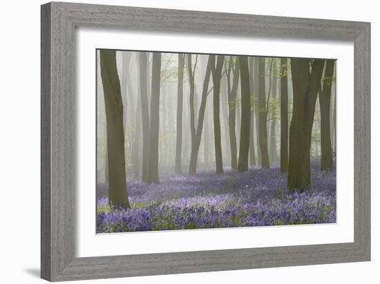 Woodland Filled with Bluebells on a Misty Spring Morning Near Micheldever in Hampshire-Rtimages-Framed Photographic Print