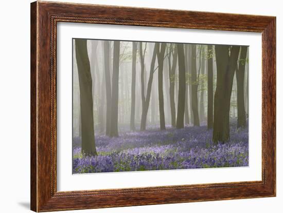 Woodland Filled with Bluebells on a Misty Spring Morning Near Micheldever in Hampshire-Rtimages-Framed Photographic Print