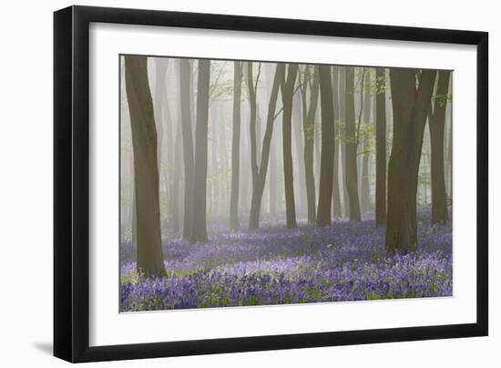 Woodland Filled with Bluebells on a Misty Spring Morning Near Micheldever in Hampshire-Rtimages-Framed Photographic Print