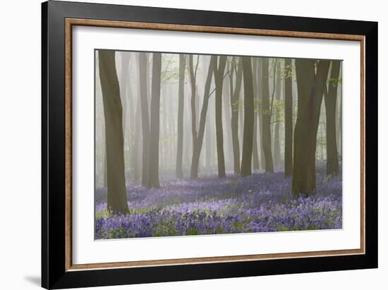 Woodland Filled with Bluebells on a Misty Spring Morning Near Micheldever in Hampshire-Rtimages-Framed Photographic Print