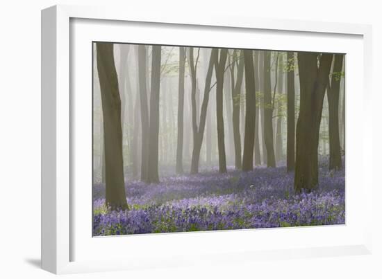 Woodland Filled with Bluebells on a Misty Spring Morning Near Micheldever in Hampshire-Rtimages-Framed Photographic Print