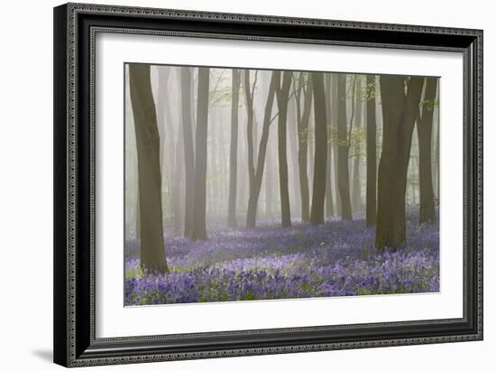 Woodland Filled with Bluebells on a Misty Spring Morning Near Micheldever in Hampshire-Rtimages-Framed Photographic Print