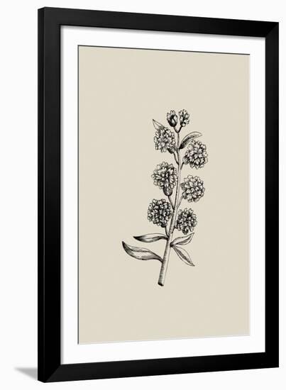 Woodland - Flower-Maria Mendez-Framed Giclee Print