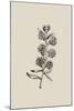 Woodland - Flower-Maria Mendez-Mounted Giclee Print