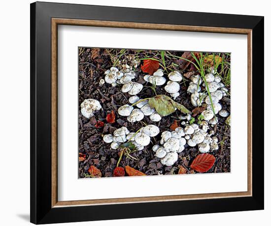 Woodland Fungi-Dorothy Berry-Lound-Framed Giclee Print